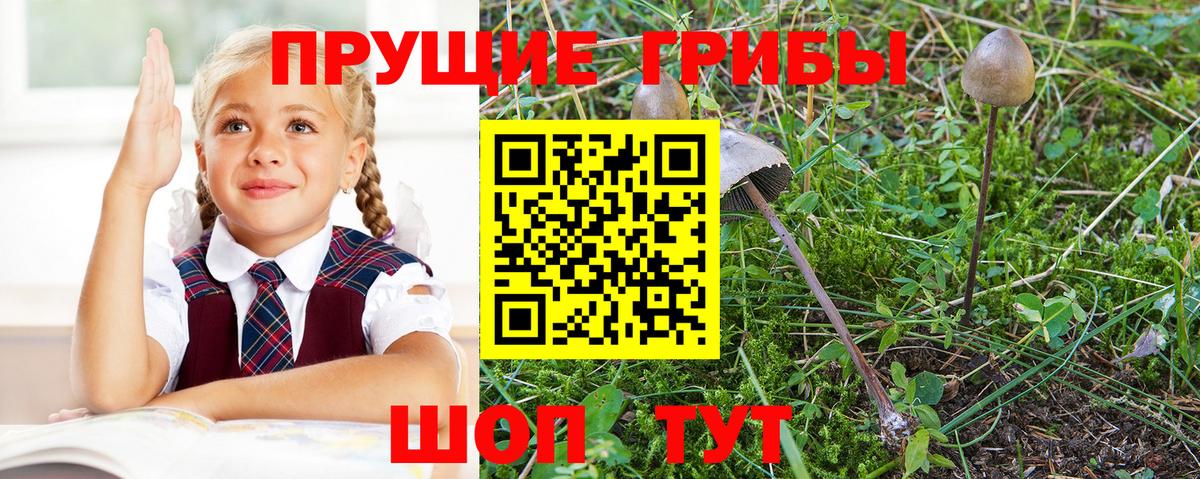 Псилоцибиновые грибы мицелий Королёв